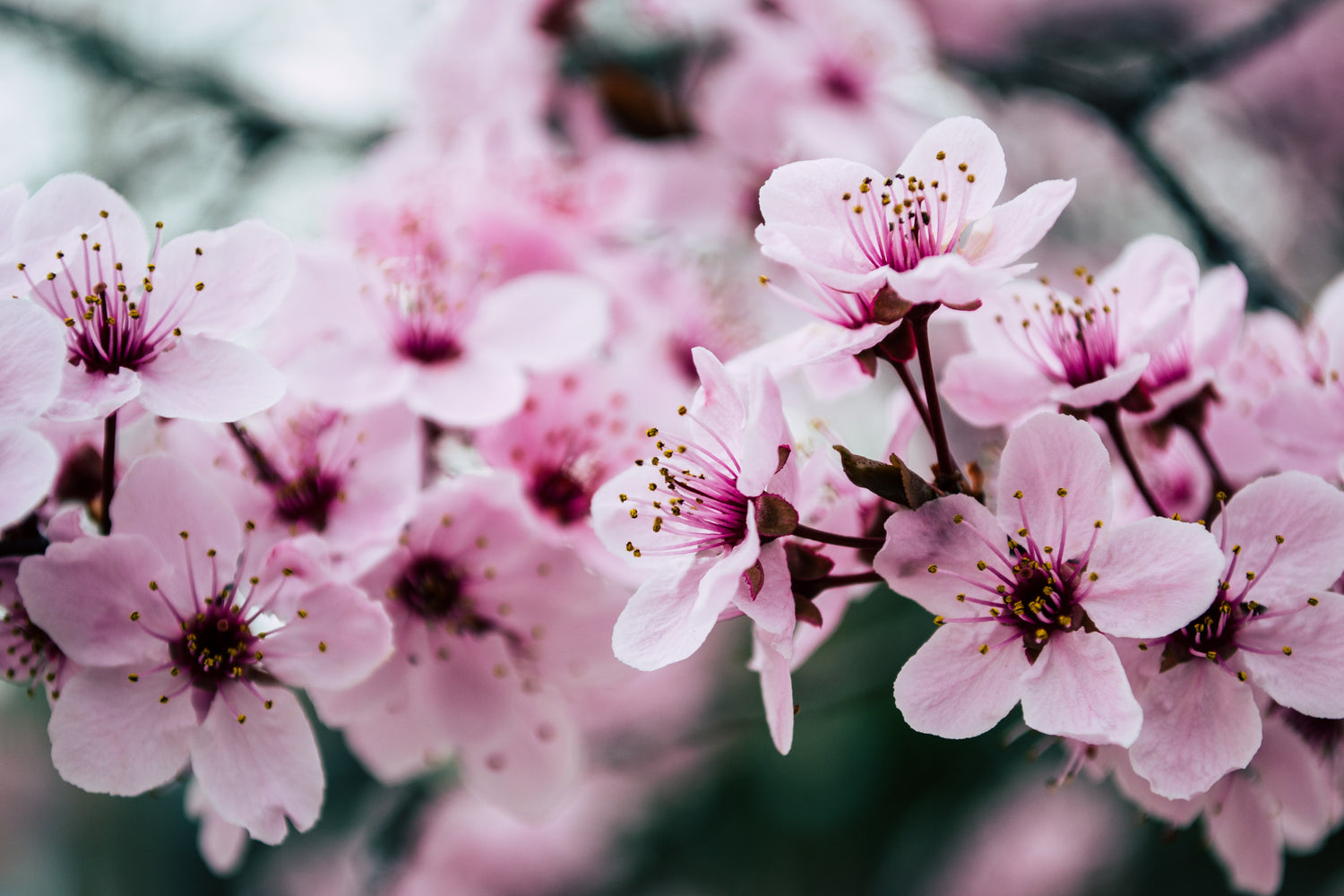 SPRING COLLECTION