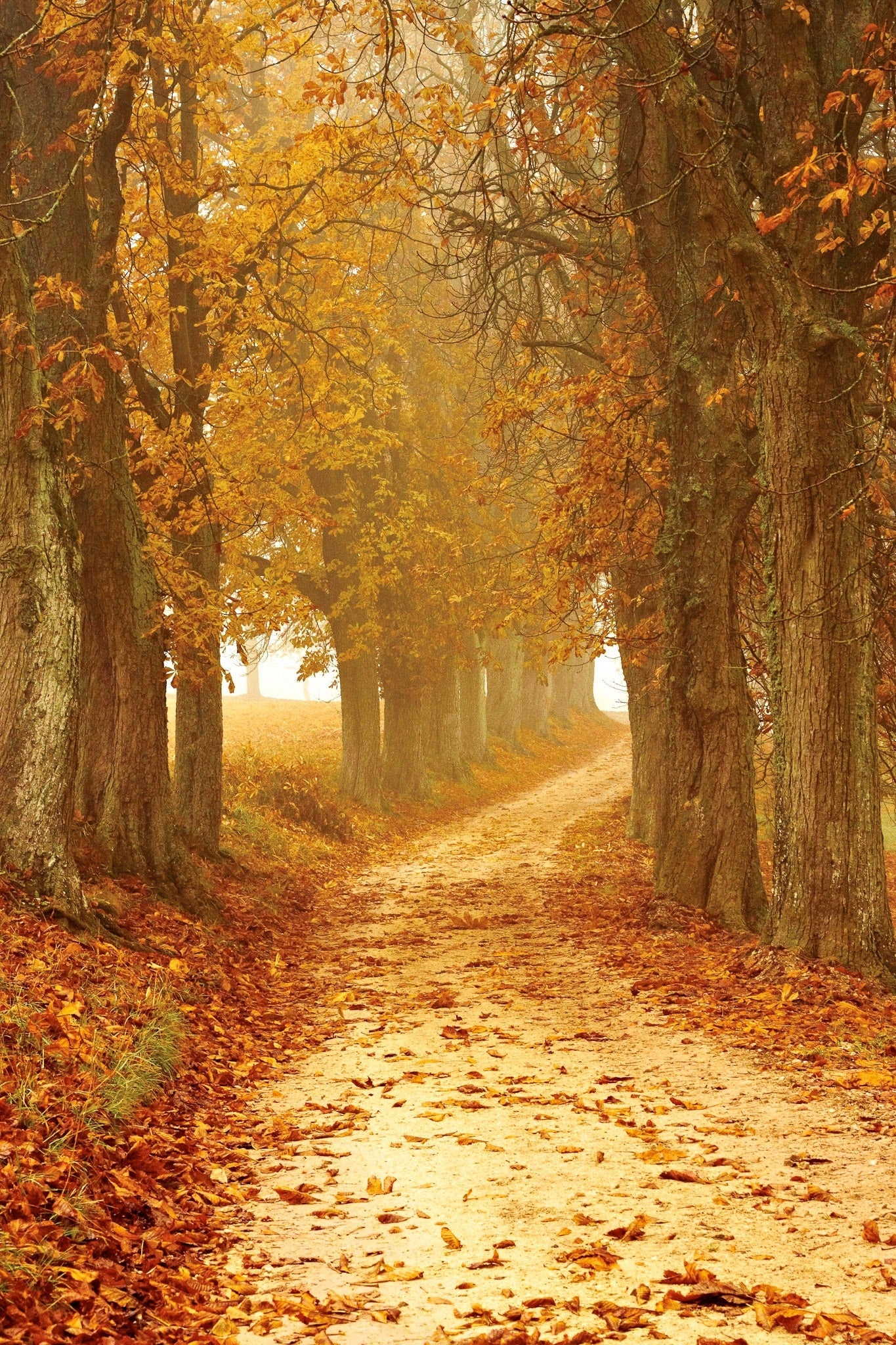 AUTUMN/ FALL COLLECTION